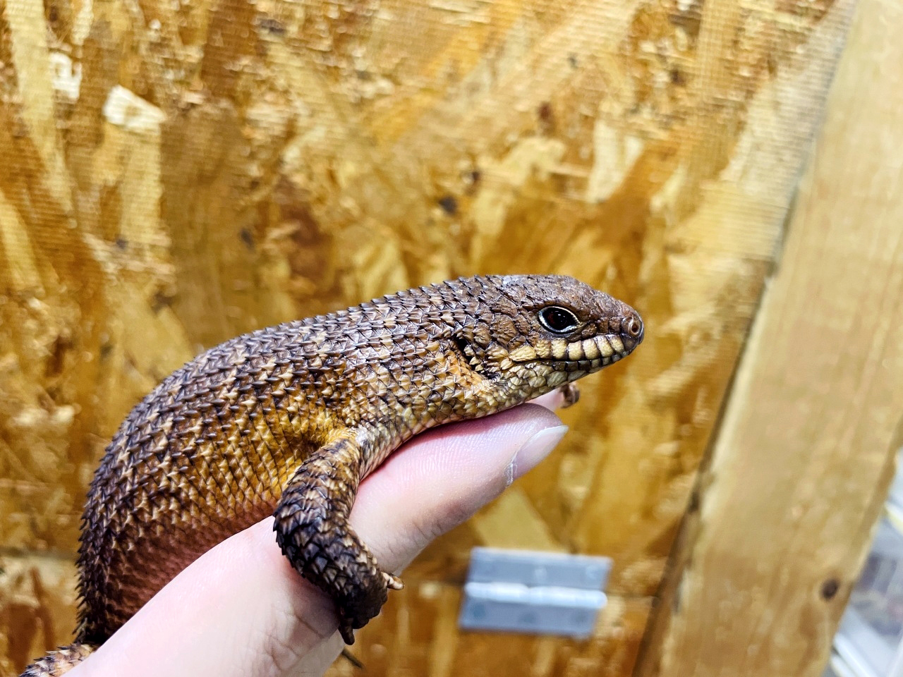 ストケスイワトカゲ(7)