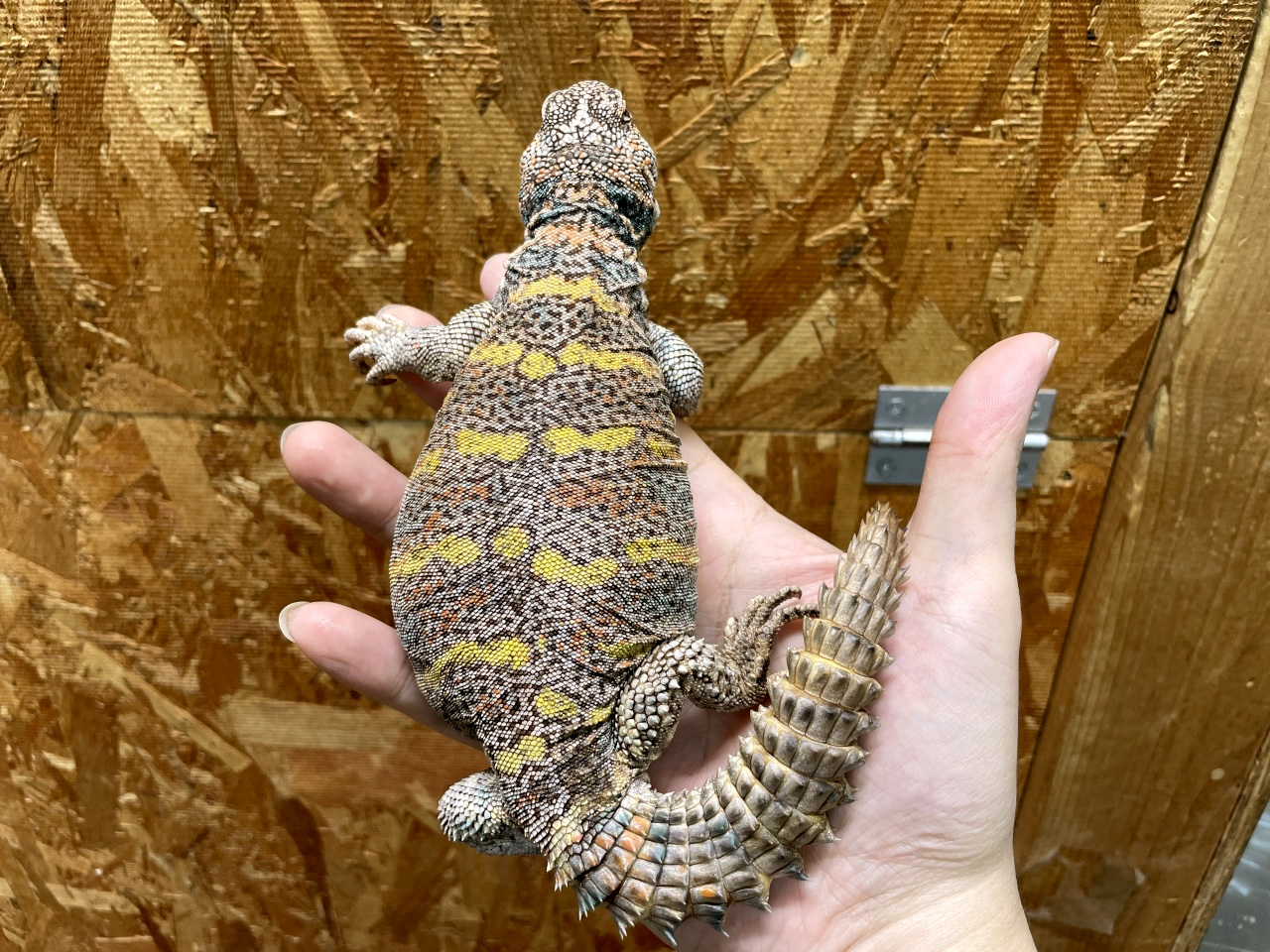 ニシキトゲオアガマ(4)