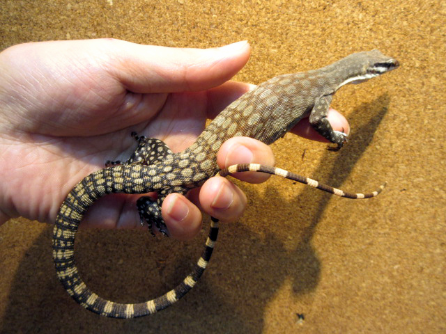 キンバリーロックモニター(8)