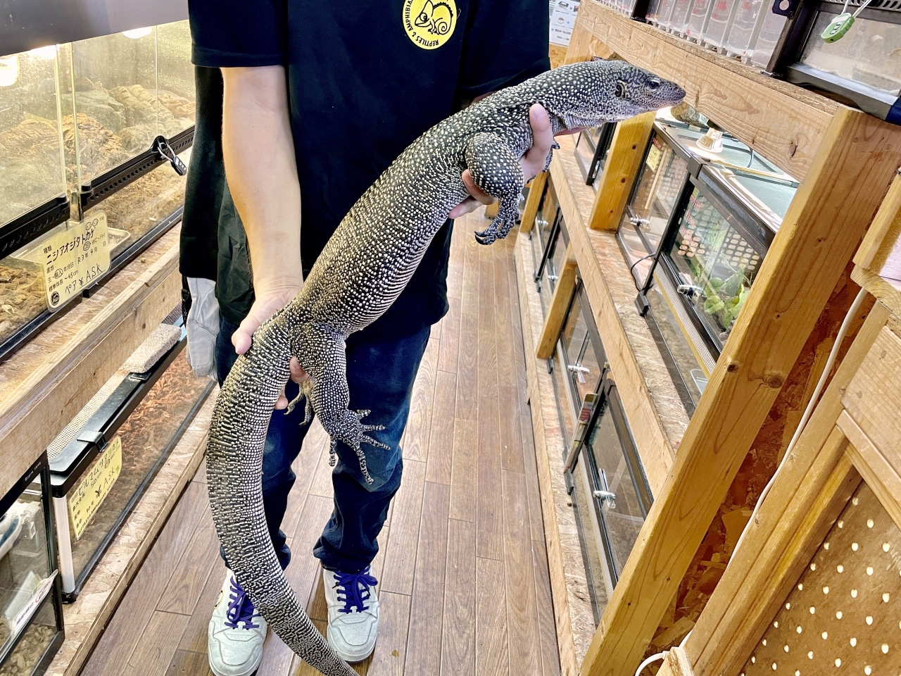 マングローブモニター(6)