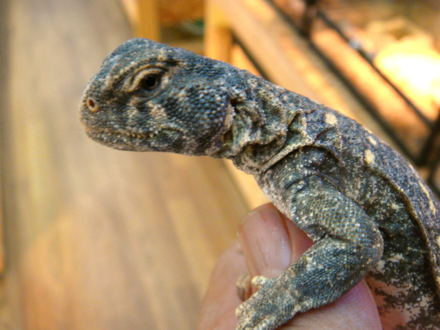 コウロコトゲオアガマ(4)