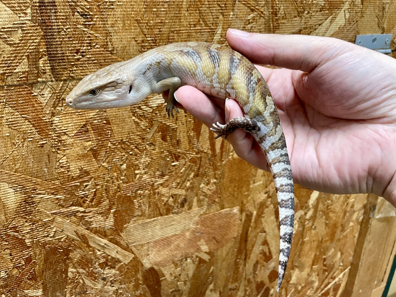 キタアオジタトカゲ(5)