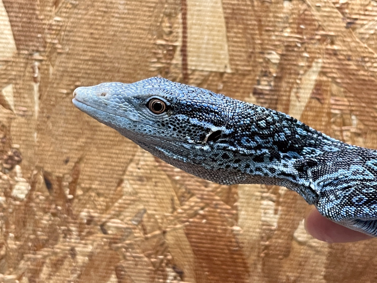 コバルトモニター(7)