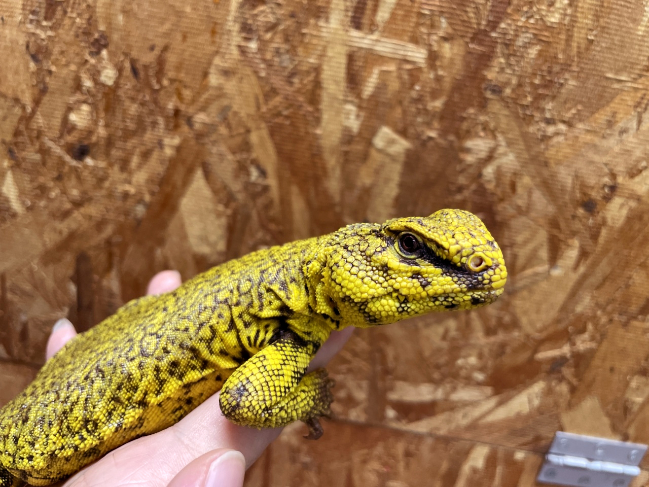 ゲイリートゲオアガマ(11)