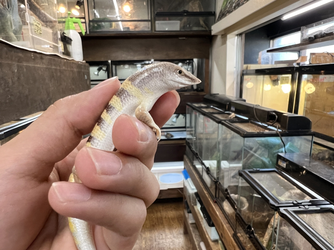 サンドフィッシュ(4)