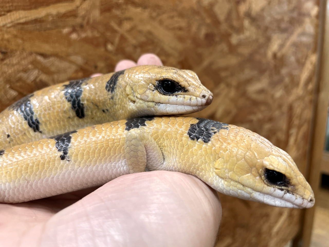 ピーターズバンデッドスキンク(5)