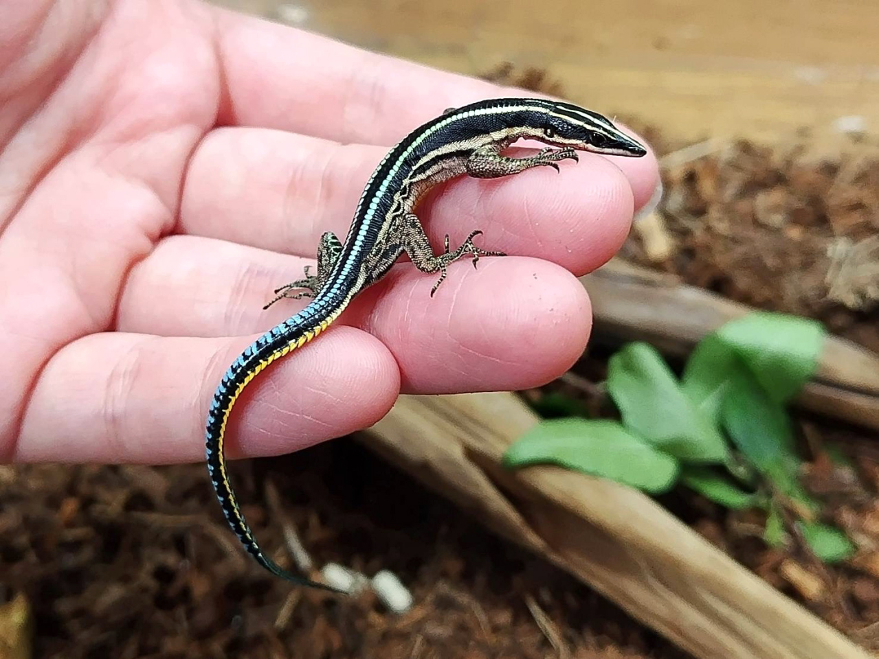 ラエビスキノボリカナヘビ(3)