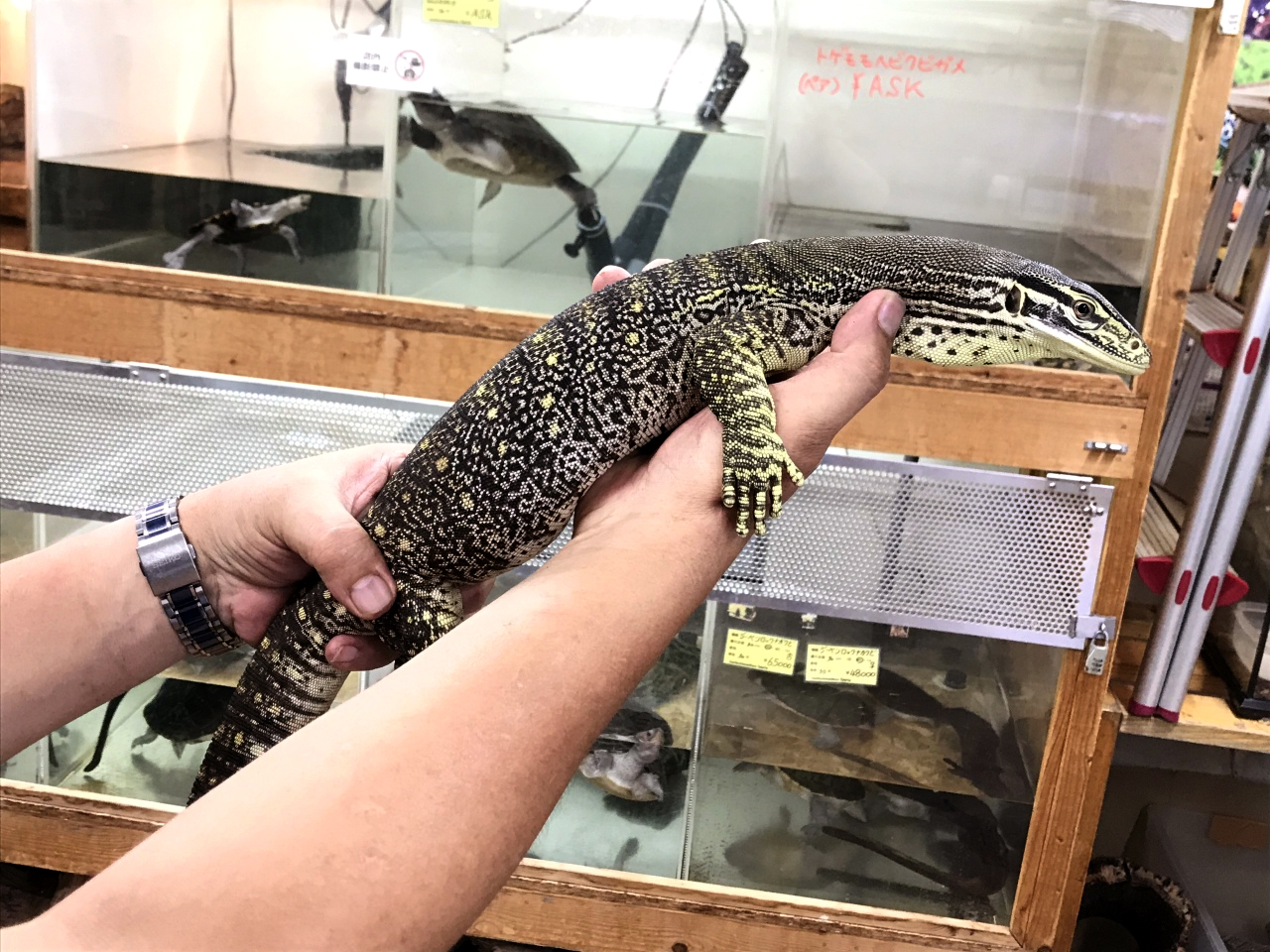 グールドモニター(3)