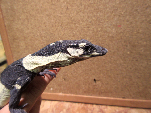 レースモニター(11)