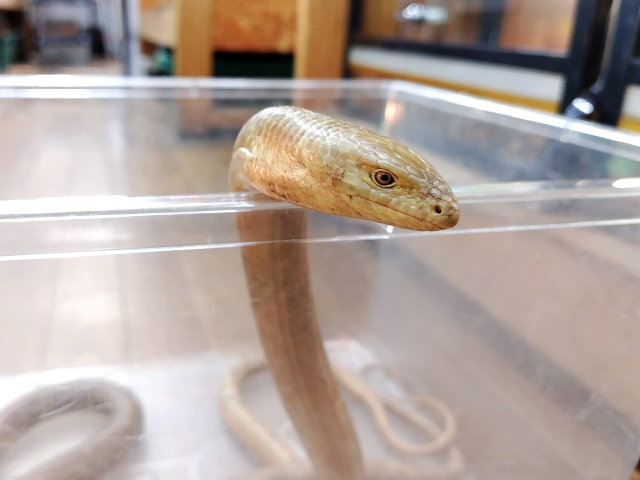 ヨーロッパアシナシトカゲ