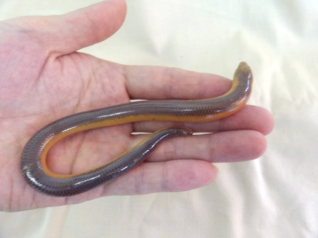 サバンナダーツスキンク(5)