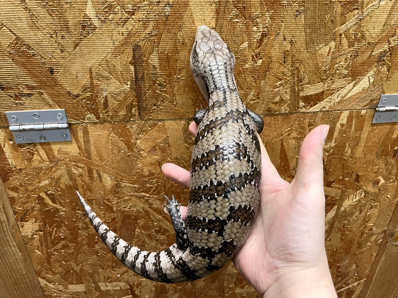 インドネシアアオジタトカゲ(5)