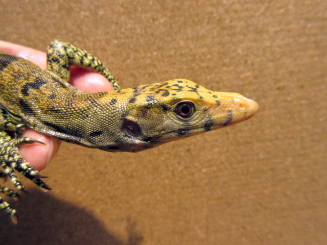 サルファモニター(8)