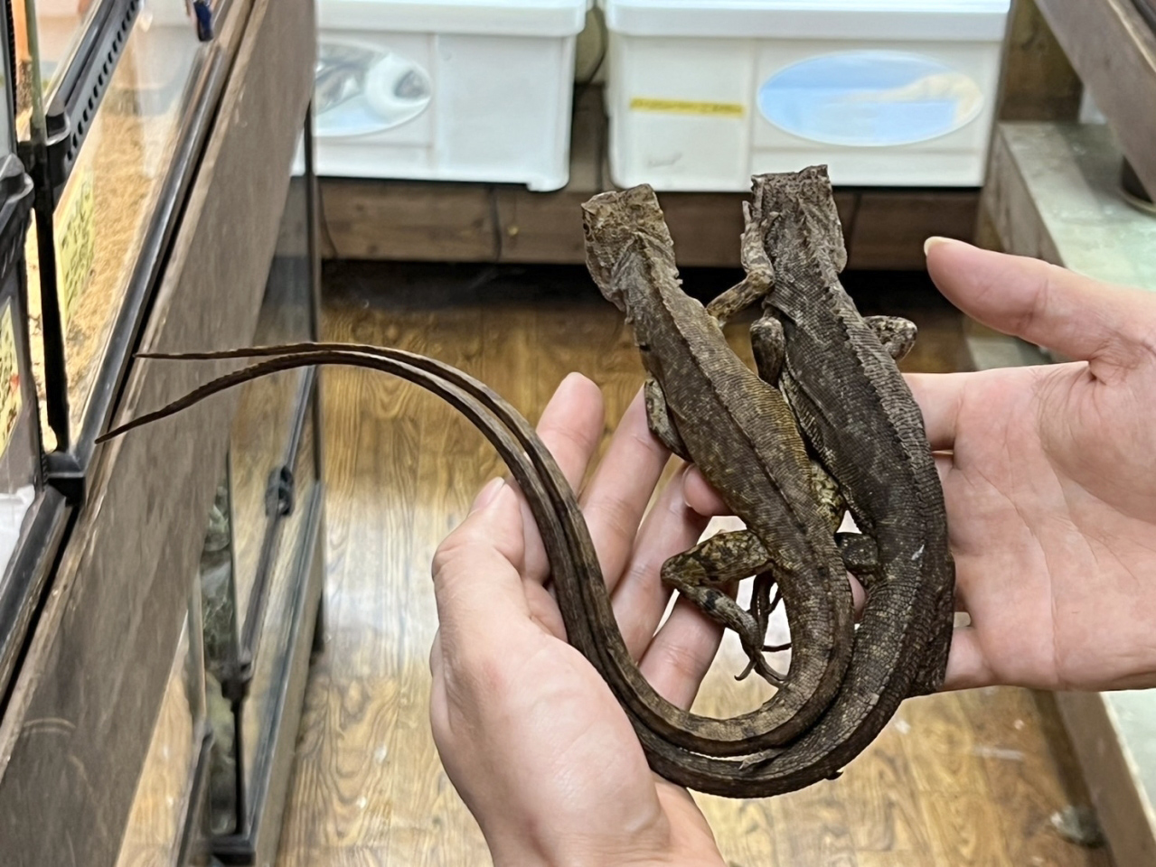 ウラノスコドン(2)