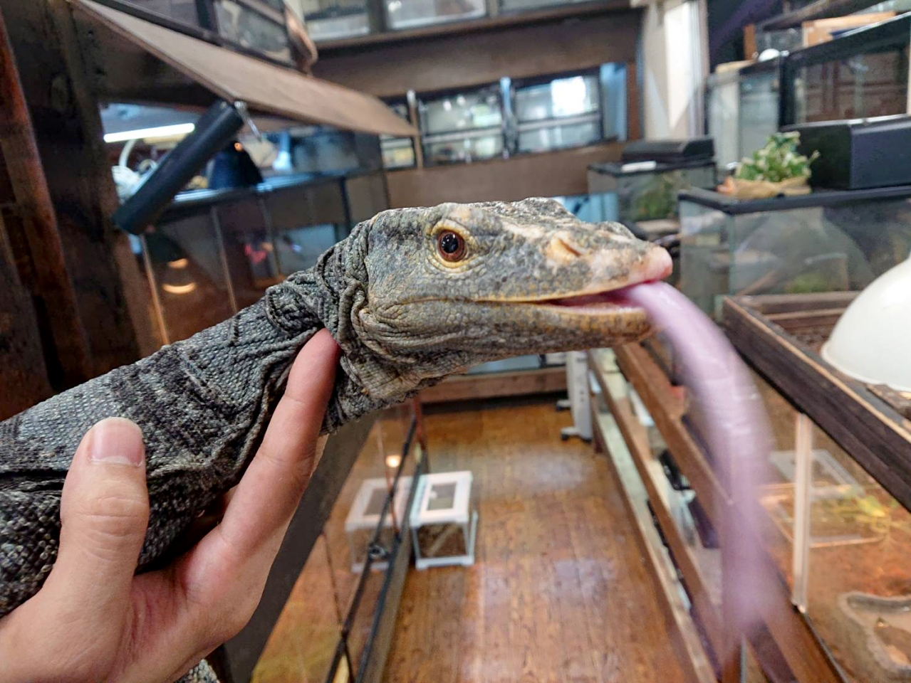 グレイモニター(4)