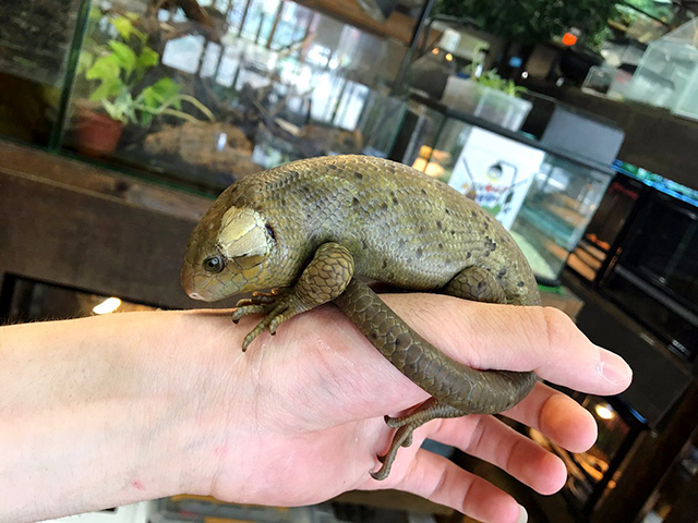 オマキトカゲ オマキトカゲ