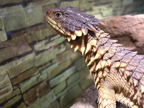 オオヨロイトカゲ(9)