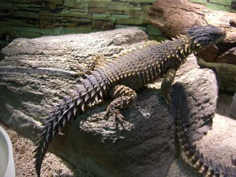 オオヨロイトカゲ(11)