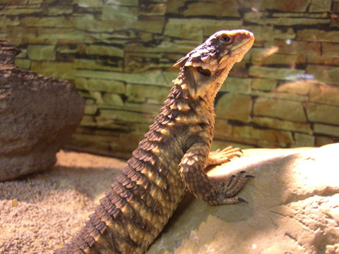 オオヨロイトカゲ(10)