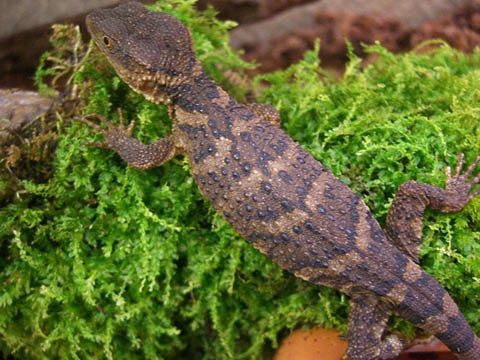 メキシココブトカゲ