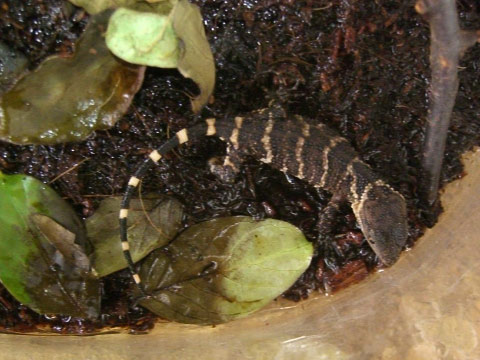 メキシココブトカゲ(5)