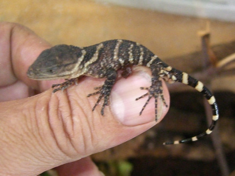 メキシココブトカゲ(4)