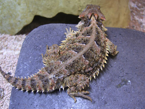 メキシコツノトカゲ トカゲ図鑑