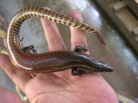 ミューラースキンク(1)