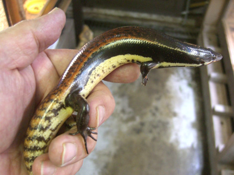 ミューラースキンク(2)