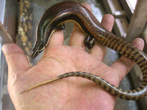 ミューラースキンク(3)