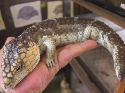 シャークベイマツカサトカゲ(12)