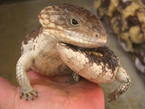 シャークベイマツカサトカゲ(10)