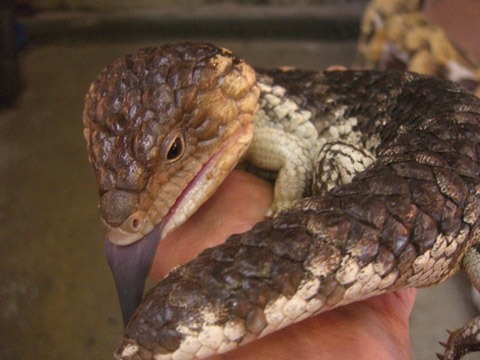 シャークベイマツカサトカゲ(11)