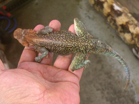 レインボーアガマ(4)