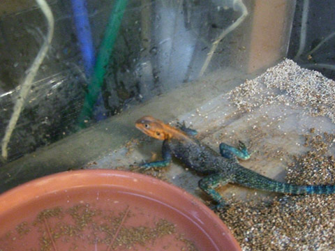 レインボーアガマ(3)