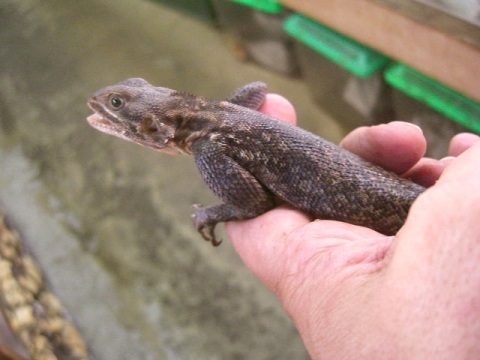 爬虫類ショップサウリア守口本店