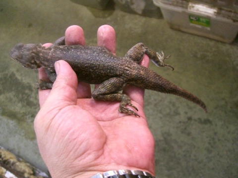 レインボーアガマ(6)