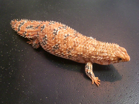 デプレッサイワトカゲ(4)