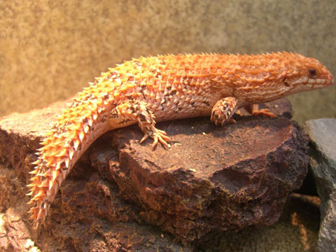 デプレッサイワトカゲ(5)