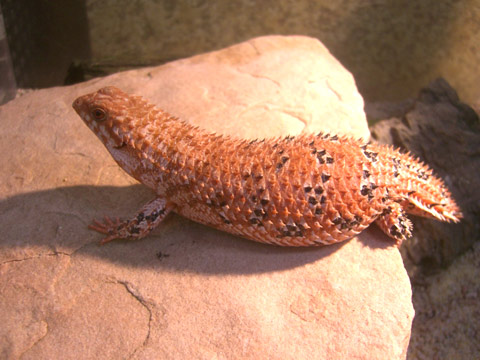 デプレッサイワトカゲ(7)