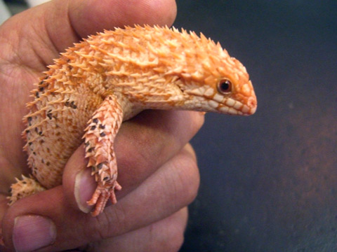 デプレッサイワトカゲ(8)