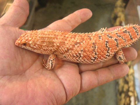 デプレッサイワトカゲ(9)