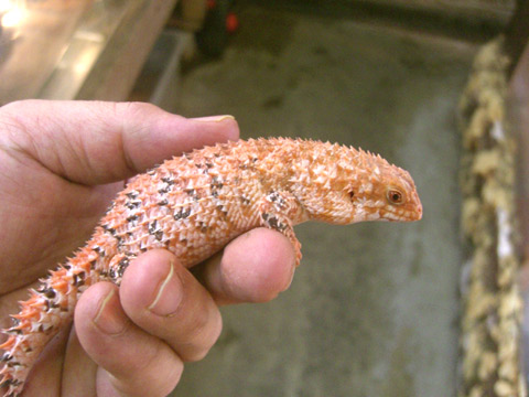 デプレッサイワトカゲ(10)