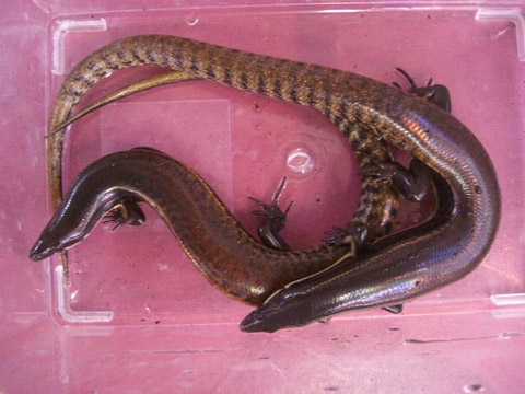 ミューラースキンク(4)