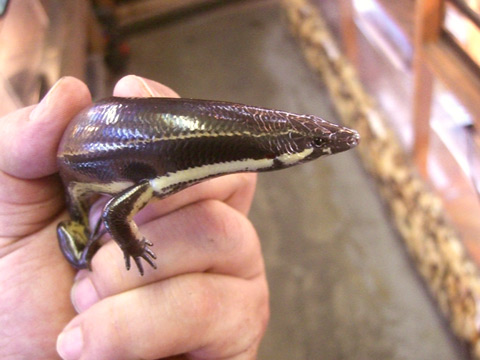 ミューラースキンク(5)