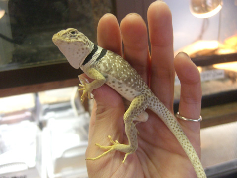 クビワトカゲ(9)