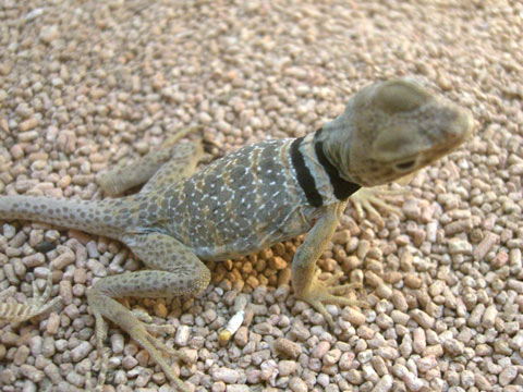 クビワトカゲ(8)