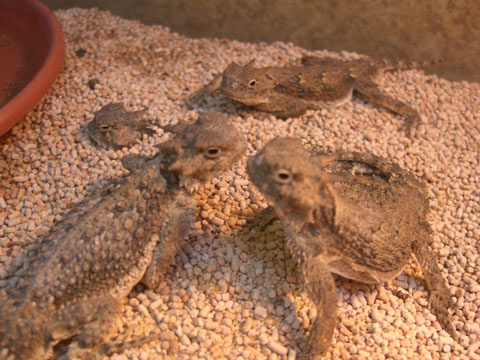 テキサスツノトカゲ