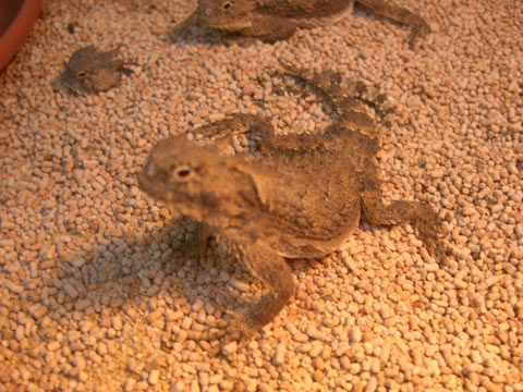 テキサスツノトカゲ(2)