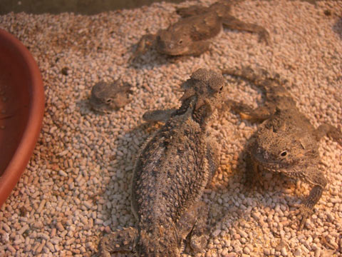 テキサスツノトカゲ(4)